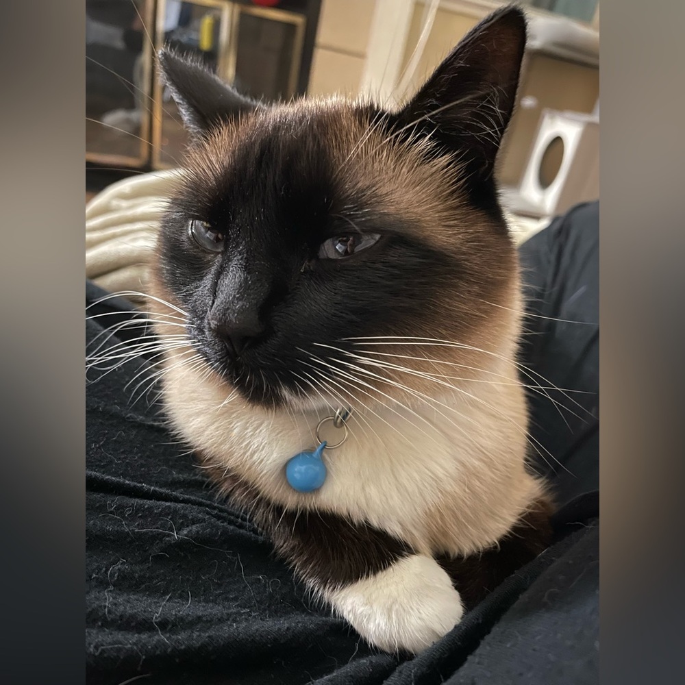 Meet the ✨SUPURRVISOR✨🐾